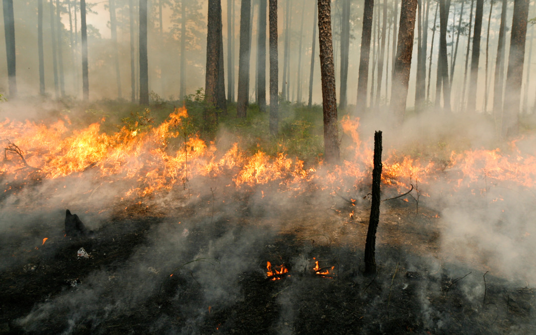 New paper in Ecosphere – Dispersal & fire-generated environmental filtering