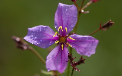 Chloe and Noah awarded Danforth Plant Science Fellowships!