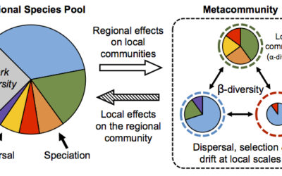 New paper in JVS – Promise & pitfalls of beta-diversity in ecology