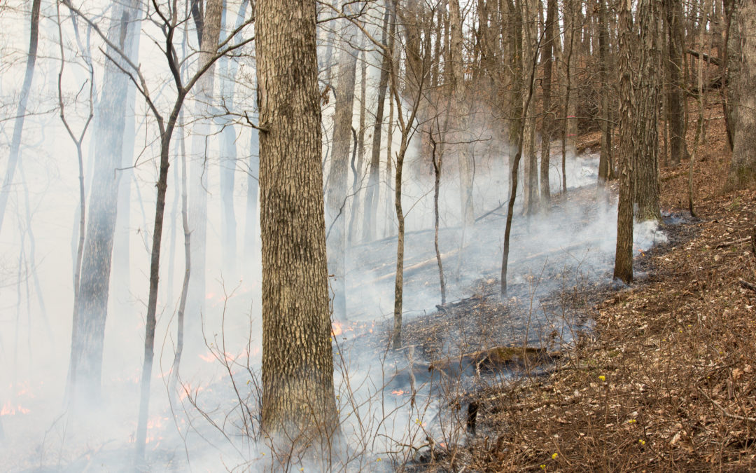 Prescribed fire experiment starts at Tyson Research Center