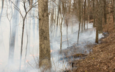 Prescribed fire experiment starts at Tyson Research Center
