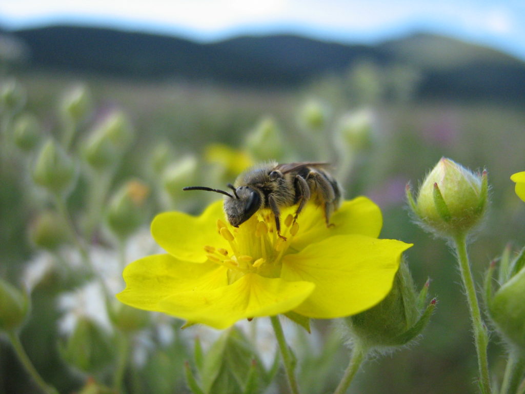 Plant-Pollinator Community Assembly | Myers Lab | Washington University ...