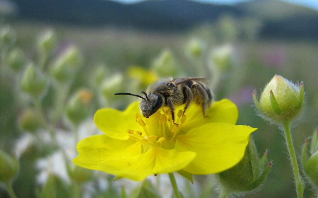 In fire-prone West, plants need their pollinators — and vice versa