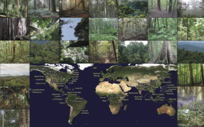 New paper in GEB – Global importance of big trees