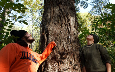 For larger, older trees, it’s all downhill from here