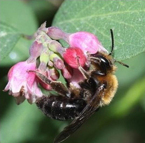 New paper in J. Ecology – Plant-pollinator community assembly across wildfire gradients