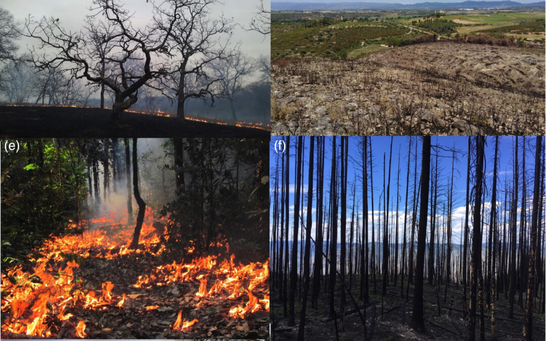 New paper in Journal of Ecology – Research advances & frontiers in fire ecology