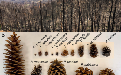 New paper in Nature Comm. – Limits to reproduction & seed size-number trade-offs in forests