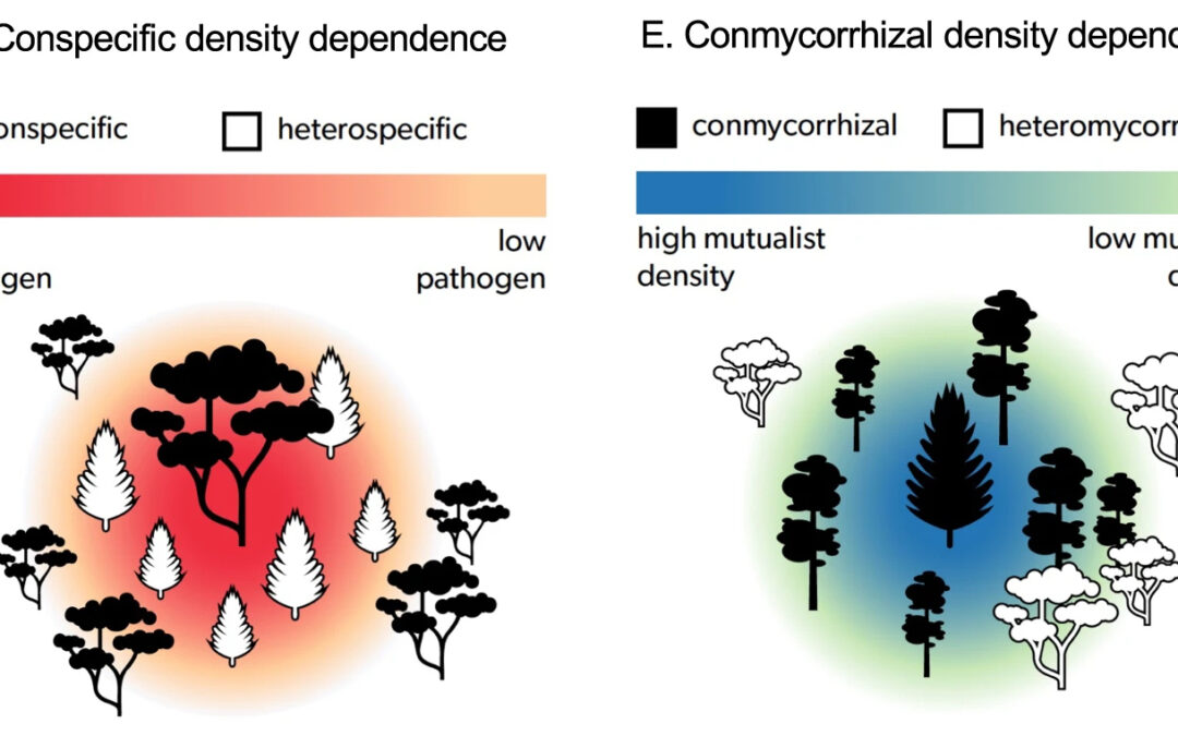 New paper in Communications Biology – Mycorrhizal fungi shape global forest biodiversity
