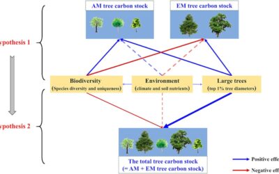 New paper in Forest Ecosystems – Tree mycorrhizal associations, biodiversity & carbon stocks