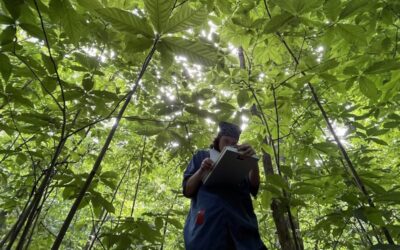 Nothin’ but pawpaws in the pawpaw patch