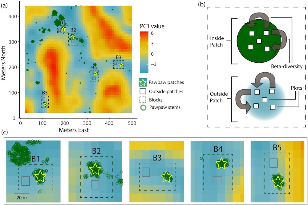 New paper in Ecosphere – Pawpaws prevent predictability in forest herb community assembly